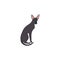 Cute character cartoon style of cat. Icon of oriental shorthair breed for different design.