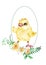 Cute character Easter chicken with a frame is decorated with spring flowers of daffodil and branches of greenery.