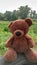 cute and charming brown teddy bear