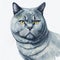 Cute Chartreux Cat