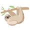 A cute cheerful sloth hangs on a branch and smiles. Holds with paws