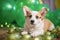 Cute cheerful white welsh corgi puppy with green balloons on birthday party. Holiday and birthday concept