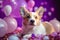 Cute cheerful white welsh corgi puppy with violet balloons on birthday party. Holiday and birthday concept