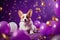 Cute cheerful white welsh corgi puppy with violet balloons on birthday party. Holiday and birthday concept
