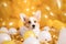Cute cheerful white welsh corgi puppy with yellow balloons on birthday party. Holiday and birthday concept