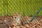 Cute cheetah family in a zoo behind green metal fence. Big cat with famous fur pattern and known for high speed. Nature