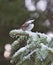 Cute chestnut-backed chickadee on a snow covered branch in winter