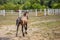Cute chestnut foal foal trotting and making dust near white wooden fence at the farm, back view