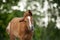 Cute chestnut foal portrait in summer