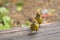 Cute Chestnut-tailed Minla birds in yellow walking on wooden flo