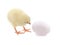 Cute chick and egg isolated on white background.