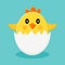 Cute chick in egg shells. Vector illustration