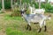 Cute chick goat relaxing in ranch farm in summer day. Domestic goats grazing in pasture and chewing, countryside background. Goat