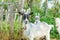 Cute chick goat relaxing in ranch farm in summer day. Domestic goats grazing in pasture and chewing, countryside background. Goat