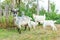 Cute chick goat relaxing in ranch farm in summer day. Domestic goats grazing in pasture and chewing, countryside background. Goat