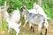 Cute chick goat relaxing in ranch farm in summer day. Domestic goats grazing in pasture and chewing, countryside background. Goat