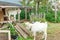 Cute chick goat relaxing in ranch farm in summer day. Domestic goats grazing in pasture and chewing, countryside background. Goat