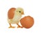 Cute chick and pieces of eggshell on white background. Baby animal