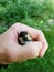 cute chick Sandpipers & x28;Charadrii& x29; calmly sits on her hand