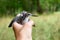 cute chick Sandpipers (Charadrii) calmly sits on her hand