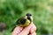 Cute chick Sandpipers Charadrii calmly sits on her hand