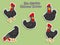 Cute Chickens Cartoon Sticker Set. Vector Illustration With Cartoon Funny Animal Frame