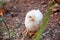 Cute chicks on an adorable little farm