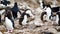 Cute chicks of rockhopper penguins - Eudyptes chrysocome - in colony on rockbound coast, New Island, Falkland Islands