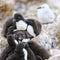Cute chicks of rockhopper penguins in penguin kindergarten, New Island, Falkland Islands
