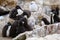 Cute chicks of rockhopper penguins in penguin kindergarten, New Island, Falkland Islands