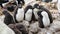 Cute chicks of rockhopper penguins in penguin kindergarten, New Island, Falkland Islands