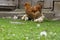 Cute chicks with their mother in front of an old door