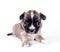 Cute Chihuahua baby on white background