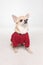 Cute chihuahua cobby in red clothes on white background