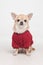 Cute chihuahua cobby in red clothes on white background