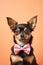 Cute Chihuahua dog with bowtie on pastel background