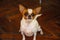 Cute chihuahua dog.The Chihuahua is the smallest breed of dog,