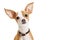Cute Chihuahua Dog Closeup Loving Expression