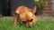 Cute Chihuahua dog eating a snackin the garden