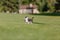 Cute chihuahua dog on green grass. Miniature dog walking outdoor