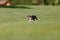 Cute chihuahua dog on green grass. Miniature dog walking outdoor