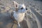 Cute Chihuahua dog sitting on beach sand
