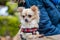 Cute chihuahua dog sitting at the table in forest and waiting for food