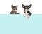 Cute chihuahua dog and tabby baby cat hanging over a blue paper border