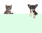 Cute chihuahua dog and tabby baby cat hanging over a green paper border