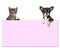 Cute chihuahua dog and a tabby baby cat holding a pink paper board