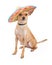 Cute Chihuahua Dog Wearing Mexican Sombrero