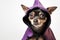 Cute chihuahua dog in a witch\\\'s Halloween costume on white background. Fun creative image with copy space for banner design