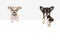 Cute chihuahua dogs hanging over a white paper border