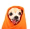 a cute chihuahua eith his tongue hanging out and a blanket wrapped around him isolated on a while background in the studio